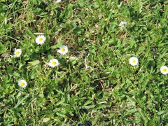 Bellis perennis