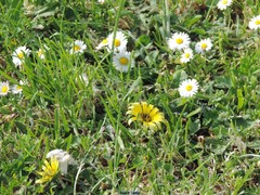 Bellis perennis