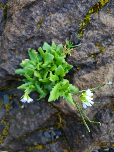 arábka alpínska (Arabis alpina)