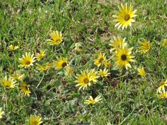 Arctotheca calendula