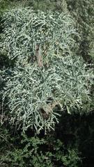 Cussonia paniculata sinuata