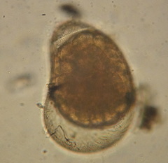 Rotifera