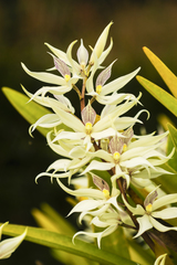 Prosthechea sima, photograph (c) Daniel Mesa, some rights reserved (CC BY)