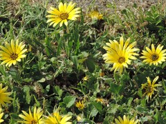 Arctotheca calendula