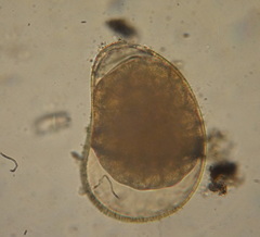 Rotifera