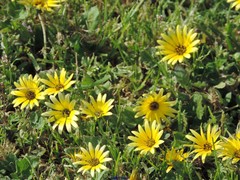 Arctotheca calendula