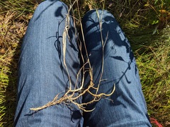 Muhlenbergia andina