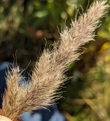 Muhlenbergia andina