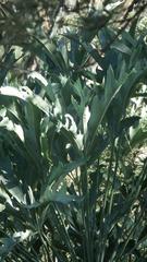 Cussonia paniculata sinuata