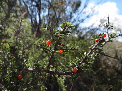 Condalia microphylla