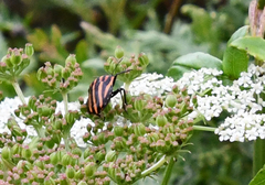 Graphosoma rubrolineatum