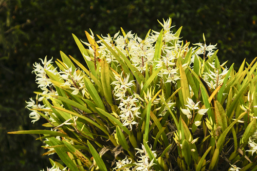 Prosthechea sima, photograph 4