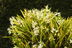 Prosthechea sima, photograph (c) Daniel Mesa, some rights reserved (CC BY)