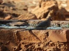 Urocolius indicus transvaalensis