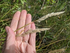 Muhlenbergia andina