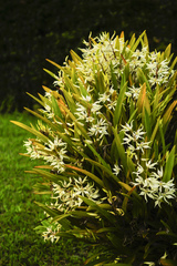 Prosthechea sima, photograph (c) Daniel Mesa, some rights reserved (CC BY)