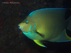 Holacanthus bermudensis