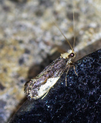 Pavlovski's Monopis Moth photo 3