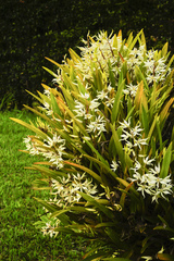 Prosthechea sima, photograph (c) Daniel Mesa, some rights reserved (CC BY)