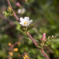 Anisodontea biflora