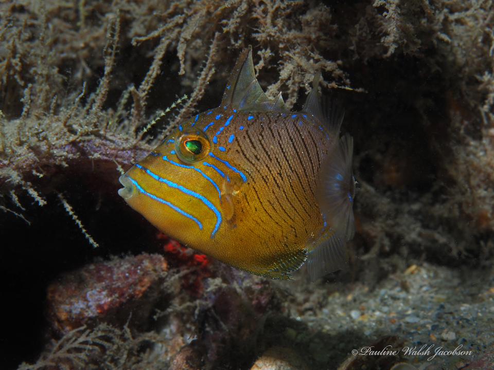 juvenile queen triggerfish