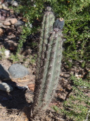 Cereus aethiops