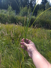 Carex atherodes