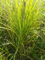 Carex atherodes