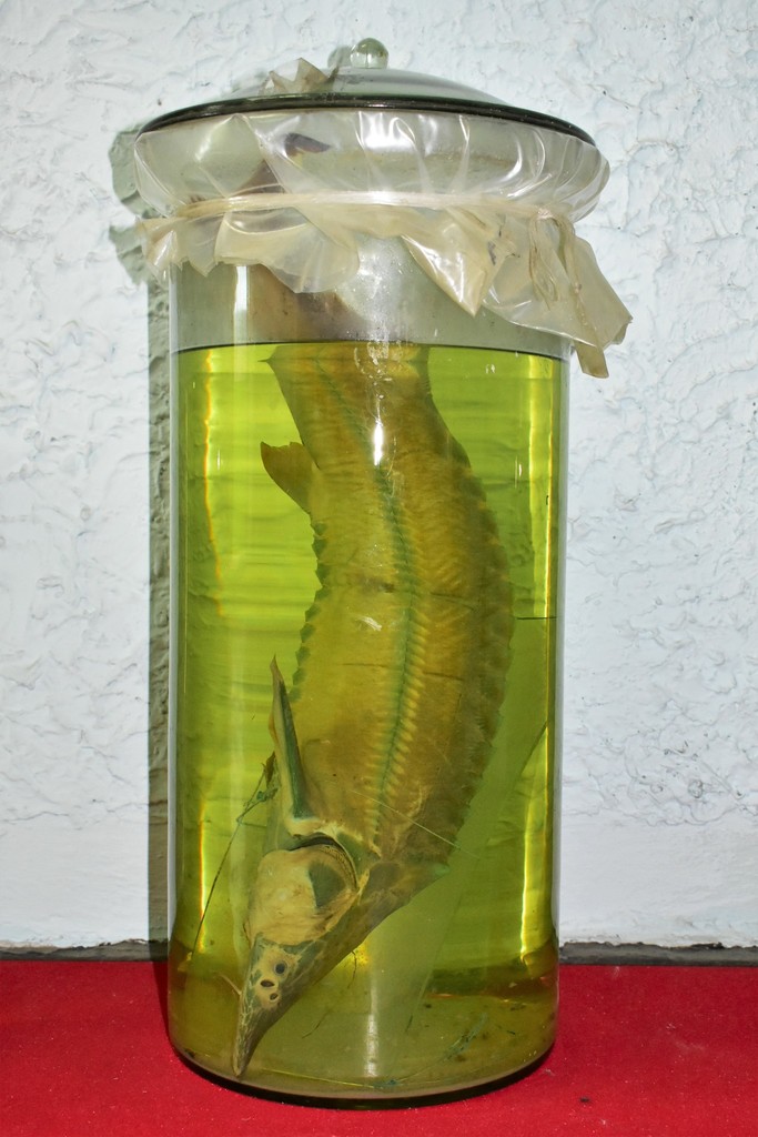 Ship Sturgeon