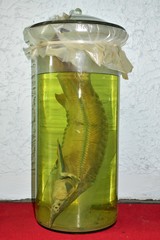 Acipenser nudiventris