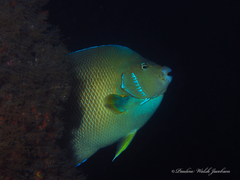 Holacanthus bermudensis