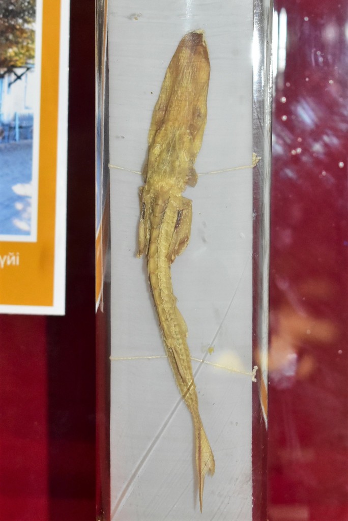 Syr Darya sturgeon (Pseudoscaphirhynchus fedtschenkoi) — Acipenseridae