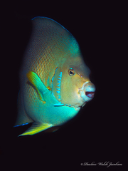 Holacanthus bermudensis