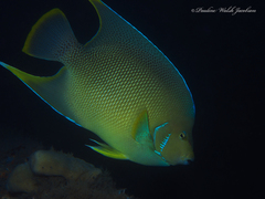 Holacanthus bermudensis