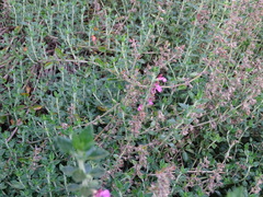 Teucrium lucidrys