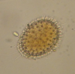 Rotifera