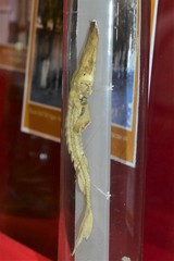 Pseudoscaphirhynchus fedtschenkoi