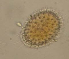 Rotifera