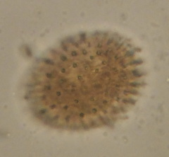 Rotifera