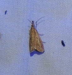 Agriphila attenuatus