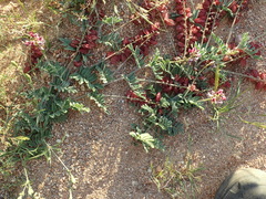 Lessertia eremicola
