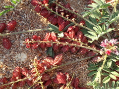 Lessertia eremicola