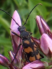 Leptura quadrifasciata
