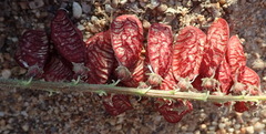 Lessertia eremicola