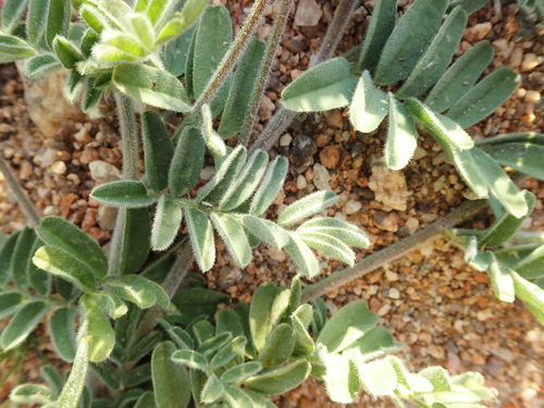 Image of Lessertia diffusa by (c) Nicola van Berkel, some rights reserved (CC BY-SA)
