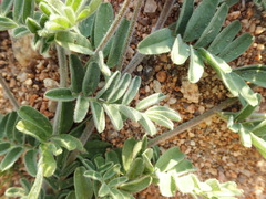 Lessertia eremicola