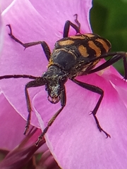 Leptura quadrifasciata