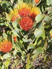 Leucospermum mundii