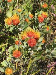 Leucospermum mundii