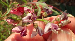Lessertia eremicola
